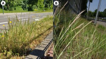 Rosprzestrzenianie się Festuca myuros na pasach zieleni w Krakowie