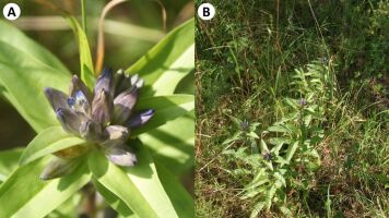 Nowe stanowisko Gentiana cruciata w Suwałkach