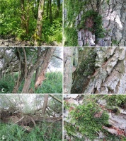Sześciopolowa rycina fotograficzna przedstawiająca objęty ochroną ścisłą wątrobowiec parzoch szerokolistny (Porella platyphylla) na różnych typach podłoży. W górnym rzędzie (fotografia A, B) ukazano typowe siedlisko leśne – oles położony na zachód od Krzyżowej Drogi. Parzoch tworzy rozległe, zielone, plechy na korze drzew liściastych. W środkowym rzędzie (fotografie C, D) przedstawiono stanowisko w zadrzewieniach i zaroślach przy Bobrowej Drodze. Wątrobowiec porasta korę czarnego bzu (Sambucus nigra), rozwijając się na stosunkowo cienkich pniach i gałęziach w bardziej prześwietlonym środowisku. W dolnym rzędzie (fotografie E, F) widoczny jest parzoch szerokolistny rosnący na kłodzie przewróconej wierzby białej (Salix alba) przy Bobrowej Drodze.