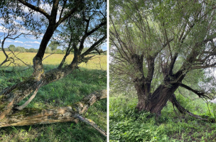 Dwuczęściowa rycina fotograficzna przedstawiająca stare, pojedynczo rosnące wierzby w krajobrazie otwartym, stanowiące dogodne siedlisko dla mchów epifitycznych. Na fotografii po lewej widoczna jest pochylona, częściowo powalona wierzba o masywnym, spękanym pniu i rozłożystych konarach, rosnąca na skraju łąki. Kora drzewa w wielu miejscach porośnięta jest gęstymi darniami mchów. Na fotografii po prawej przedstawiono okazałą, wielopniową wierzbę której pnie porośnięte są licznymi darniami mchów.