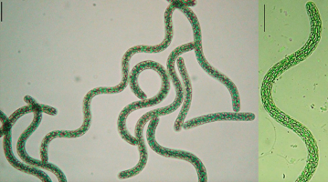 Trychomy cyjanobakterii z gatunku Arthrospira platensis. Na podstawie: Santos et al., 2023, zmodyfikowane.