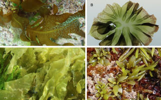 Makroglony wykorzystywane w celach kulinarnych: A – Undaria pinnatifida (fot. Ignacio Barbara, AlgaeBase), B – Pyropia aeodis (fot. Dave Dyer, AlgaeBase), C – Porphyra dioica (fot. M.D. Guiry, AlgaeBase), D – Sargassum fusiforme (fot. Hideki Haga, AlgaeBase).
