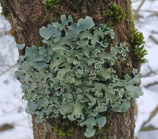 Fotografia przedstawia plechę porostu kobiernika orzęsionego Parmotrema perlatum na pniu młodego dębu szypułkowego Quercus robur, rosnącego w młodniku dębowym w okolicach Starych Biskupic (Pojezierze Łagowskie). Plecha ma zaokrąglony kształt i jest zbudowana z głęboko wcinanych, zachodzących na siebie i lekko pofałdowanych, listkowatych odcinków.