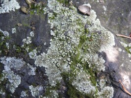 Fotografia przedstawiająca listkowatą plechę Xanthoparmelia mougeotii na stanowisku w Masywie Ślęży. Porost rośnie na ciemnej skale (gabro). Plecha jest duża, o nieregularnym kształcie, barwy szaro-słomkowej. Odcinki na obwodzie są wyraźnie wypukłe i wachlarzykowato rozszerzone. W części środkowej widoczne są liczne,wypukłe soralia w postaci drobnych jasnych plamek.