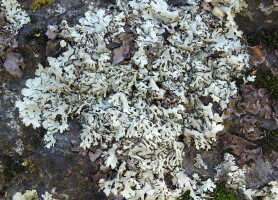Fotografia przedstawiająca porost naskalny Xanthoparmelia stenophylla na opisywanym stanowisku w Masywie Ślęży. Plecha jest duża, złożona z licznych, zachodzących na siebie odcinków barwy jasnosłomkowej. Odcinki brzeżne są szerokie i płasko rozpostarte, natomiast w części środkowej znajdują się odcinki węższe, +/- wzniesione. Porost rośnie na ciemnej skale krystalicznej (gabro). Na zdjęciu widocznych jest kilka gatunków towarzyszących, m. in. żółte skorupki Candelariella vitellina, jasnobrązowe areolki Acarospora fuscata oraz szarobrązowe plechy listkowate Umbilicaria hirsuta.