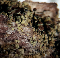 Fotografia przedstawia plechę porostu trzonecznicy zielonawej Chaenotheca phaeocephala rosnącą na starej jabłoni w Sulejowskim Parku Krajobrazowym. Plecha jest złożona z bardzo drobnych, szarooliwkowych i nieregularnych łuseczek. Z plechy wyrasta kilka owocników typu apotecjum, zbudowanych z ciemnobrązowego trzoneczka i kieliszkowatej, żółtawo przyprószonej główki, wypełnionej brązową masą zarodników.