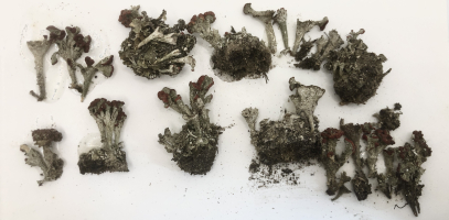 Fotografia przedstawia okazy zielnikowe kilku zasuszonych fragmentów plech porostu chrobotka północnego Cladonia borealis. Plechy są złożone z niewielkich, łuseczkowatych fragmentów, rosnących na ziemi oraz z tak zwanych podecjów. Podecja mają postać zniekształconych kieliszków na niewielkiej nóżce, są jasno-szare, a w niektórych miejscach na brzegu kieliszków są widoczne czerwonawe, zaokrąglone owocniki typu apotecjum.