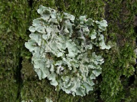 Fotografia przedstawia plechę porostu żółtlicy chropowatej Flavoparmelia caperata na pokrytym mchami pniu lipy, w parku przypałacowym. Plecha jest listkowata, zaokrąglona i zielono-żółta. Widać na niej uszkodzenia – ślady żerowania ślimaków.