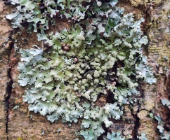 Fotografia przedstawiająca plechę porostu przystrumycznika pustułkowego Hypotrachyna revoluta na pniu młodej olchy czarnej Alnus glutinosa w okolicach wsi Siedlisko (Równina Torzymska). Plecha ma zaokrąglony kształt i jest złożona z jasnoszarych, zaokrąglonych na końcach, listkowatych odcinków.