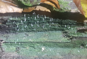 Fotografia przedstawia plechę porostu koralóweczki śluzowatej Multiclavula mucida, rosnącą w drzewostanie bukowym, na murszejącej kłodzie. Plecha jest bardzo cienka, błonkowata i zielonkawa. Z plechy wyrastają pojedyncze, niewielkie, maczużkowate, białawe owocniki.