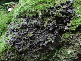 Fotografia przedstawia plechę porostu pawężniczki sorediowanej Nephroma parile rosnącą na omszonej, pochylonej podstawie pnia buka przy korycie potoku. Plecha jest ciemno-szara, złożona z drobnych listków, które zachodzą na siebie dachówkowato, ma około 10 cm średnicy i jest miejscami poprzerastana mchami.